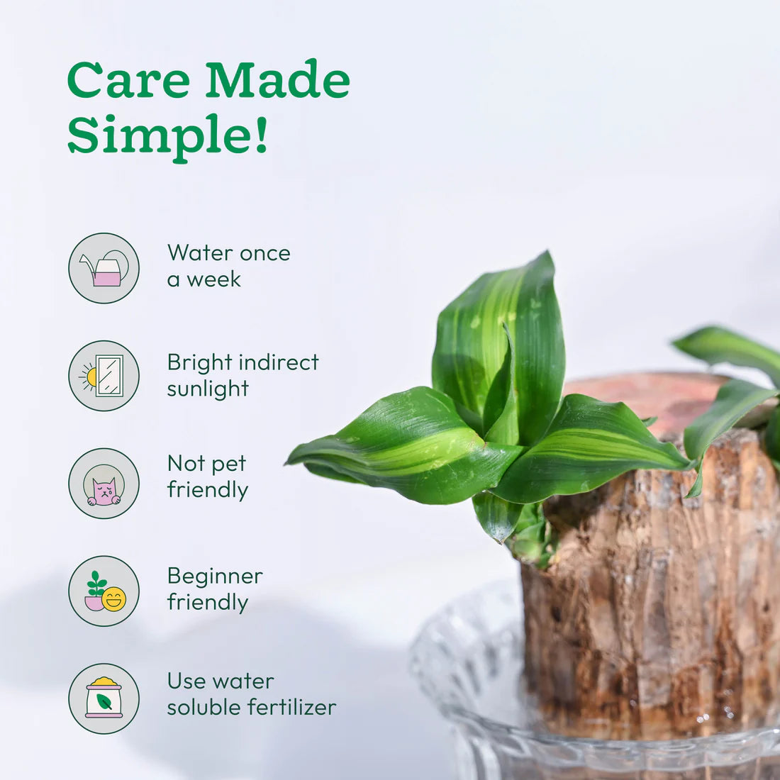 🌱 Brazilian Lucky Wood Plant