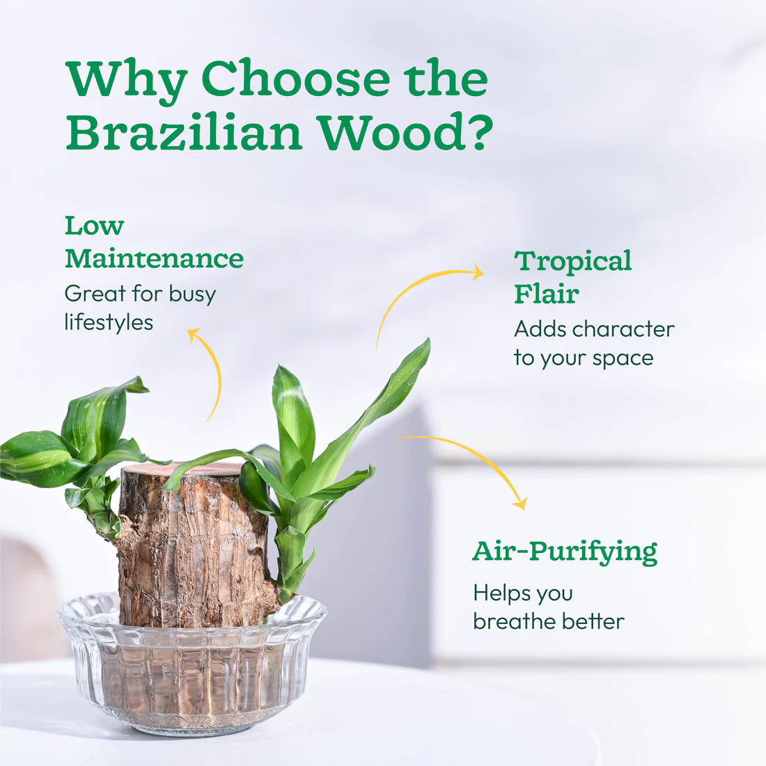 🌱 Brazilian Lucky Wood Plant
