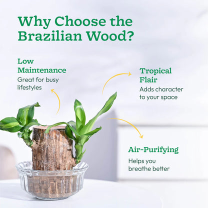 🌱 Brazilian Lucky Wood Plant